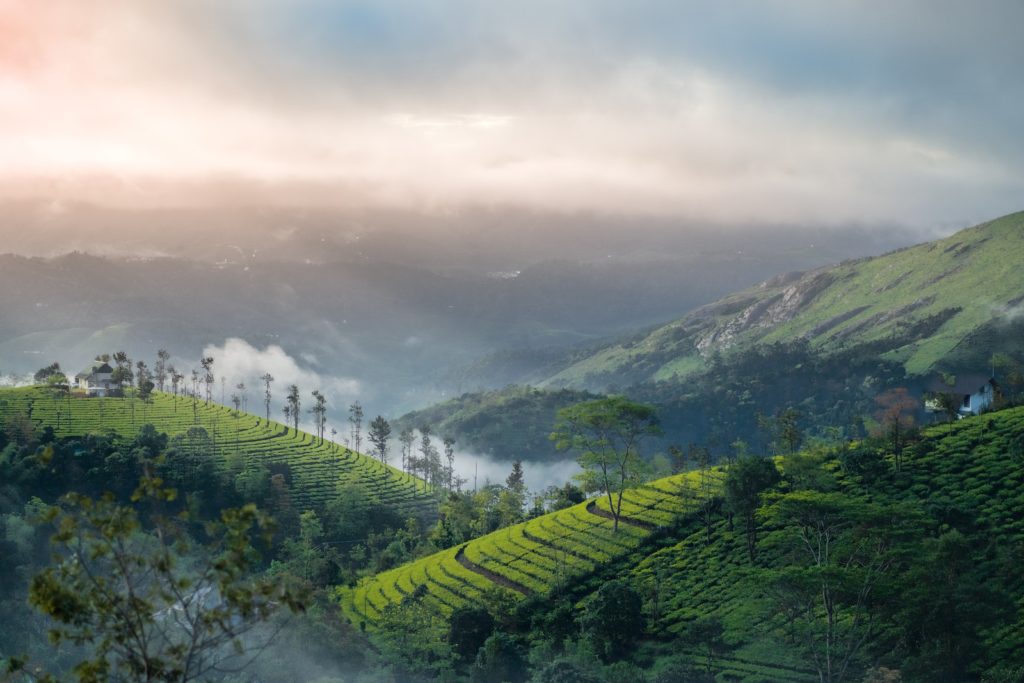 Tea Plantation on the Mountain