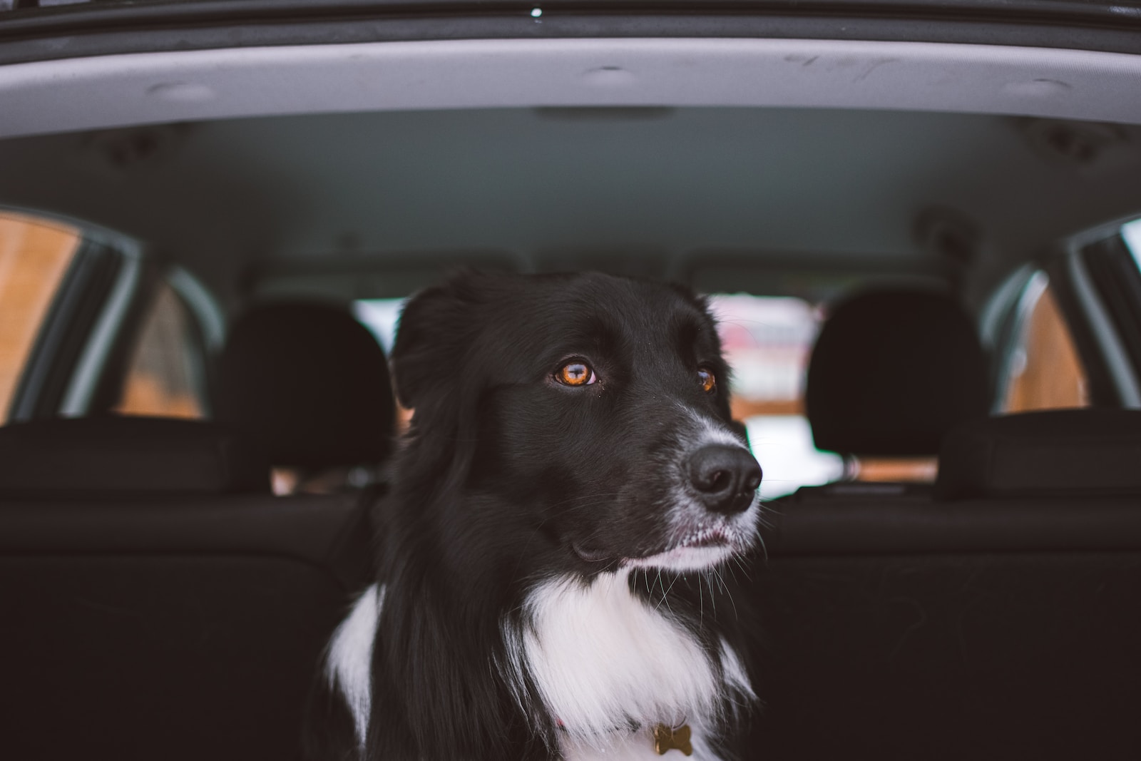 adult black and white collie sitting at the back of car