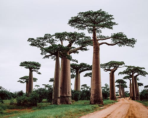 Photo Madagascar